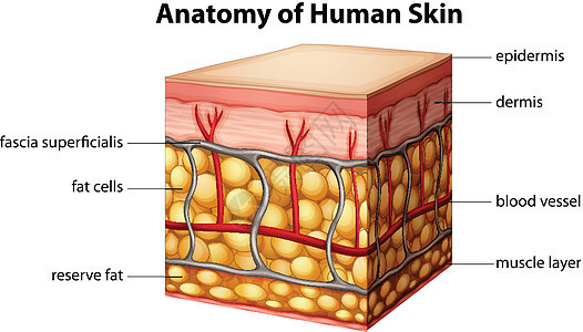 人体皮肤解剖图片