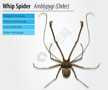 膝食虫骨骼捕食者蜘蛛科学下颌动物群长腿生态生活图片