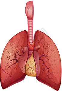 人类肺病毛细血管生物系统生物学药品胸部支气管气体交换呼吸系统图片
