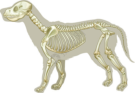 骨架动物宠物小狗插图生活意义生物学骨头脊椎动物教育图片