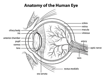 人眼静脉视网膜眼睛绘画眼球睫状体角膜动脉器官解剖学图片