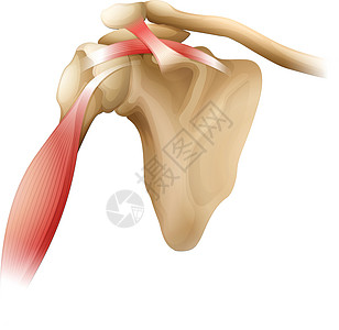 肩部骨骼肌肉图片