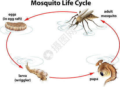 蛹虫草蚊子的生命周期成人亚科胸部害虫幼虫宋体昆虫天线蚊科生物学设计图片