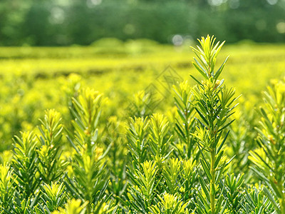 花园迷宫 树篱和新春光的明细图灌木积木生长院子铺路植物草地楼梯路面环境图片