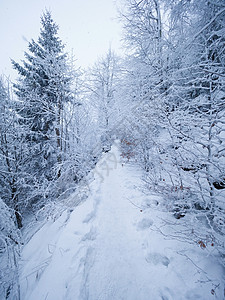 冬季森林 同时下雪 在黑暗和迷雾的冬季公园中 有雪树农村树干天气季节踪迹气候旅行小路大雾助行器图片