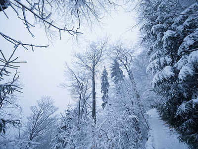 冬季森林 同时下雪 在黑暗和迷雾的冬季公园中 有雪树季节助行器降雪环境天气树木雪堆农村街道雪花图片