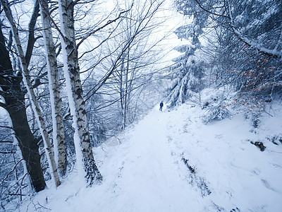 山坡上冬季黑暗和迷雾的林地 在森林中消融下雪的道路木头气候踪迹树木天气小路农村衬套爬坡树干图片