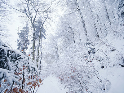 山坡上冬季黑暗和迷雾的林地 在森林中消融下雪的道路爬坡雪花木头气候远足大雾衬套降雪雪堆树干图片