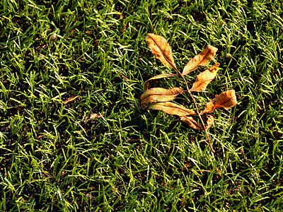 足球场 户外足球操场 末季落叶的贫草和落叶图片