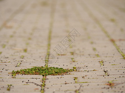 鹅卵石铺路与一束鹅卵石 老石拍的质地小路植物树叶岩石活力建筑灰色人行道花岗岩绿色图片