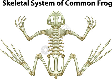 常见的骨骼系统图片