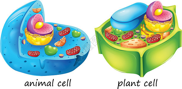 动植物细胞图片