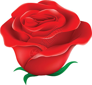 新鲜的红玫瑰花园绿化灌木花瓣被子园艺植物学宝座科学植物图片