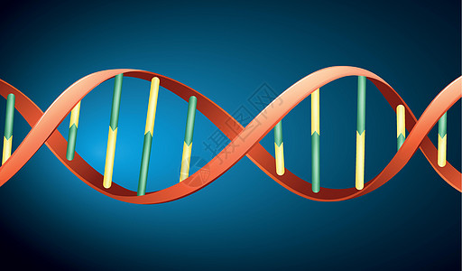 人类DN男人纽带植物细胞核染色体科学基因核糖技术蓝图图片