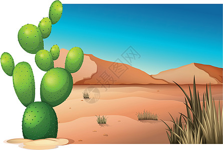 沙漠中的仙人掌多肉植物地貌植物蓝色绘画园林环境被子土地杂草图片