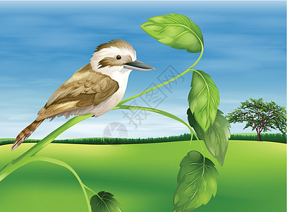 Kookaburra 光谱翠鸟龙马生物学蓝翅二态动物鲷科科学食肉绘画图片