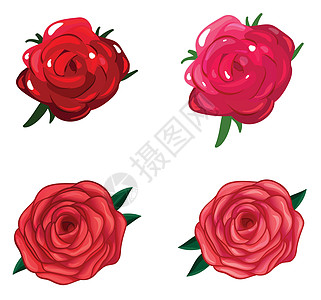一朵玫瑰花装饰品宝座园艺植物玫瑰花园花瓣绘画灌木被子图片
