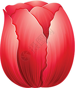 红色郁金香灯泡冬雨盆栽植物科绘画被子副词星形杂交种植物图片