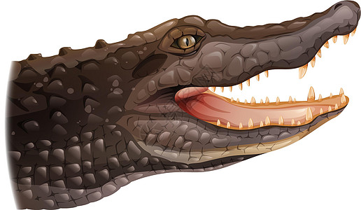 鳄鱼绘画眼睛带状爬虫长头盐腺脚蹼白色动物鼻部图片
