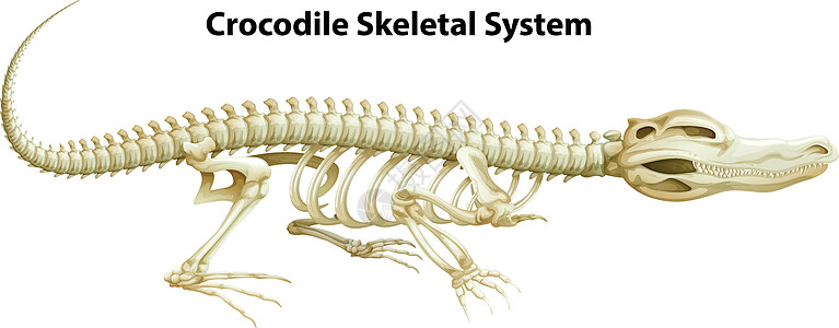 鳄鱼骨骼系统爬虫肱骨鳄形绘画颈椎疤痕睑板胫骨股骨腰椎图片