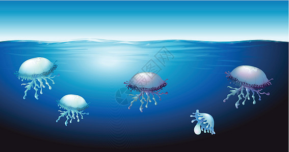 果冻海蜇水龙骨水螅立方体运动海洋捕食者水母动物学深海图片