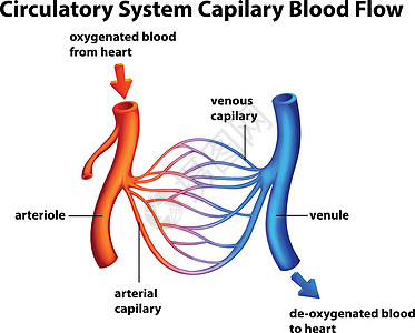 循环系统 - 毛细血管血流图片