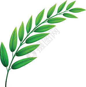 绿叶多叶白色植物学扁平化器官绿色植物树叶资源二氧化碳装饰品图片