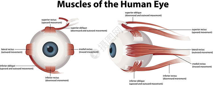人眼的肌肉图片