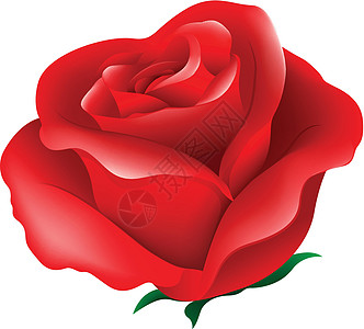 红玫瑰宝座科学花园园林绘画装饰品灌木玫瑰花瓣绿化图片