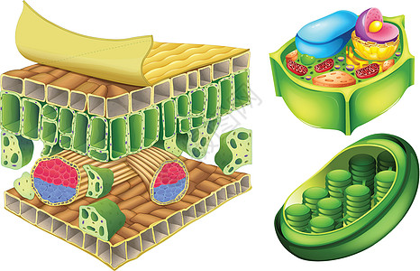 植物细胞体积网状溶胶白色质体液泡胞质结构纤维素木质素图片