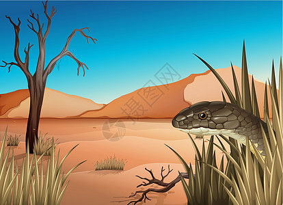 沙漠中的爬行动物绘画动物捕食者蛇蝎土壤酒馆科学分支机构爬虫羊膜图片