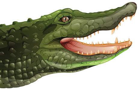 鳄鱼科学窄头鼻部鼻子绘画v形脚趾训练长头动物图片