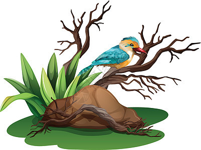 树枝上的一只鸟农业猎物石头植绒新陈代谢下蛋动物树叶捕食者绘画图片