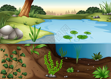 池塘生态系统百合土壤杂草树叶荷花科学栖息地植物环境绘画图片
