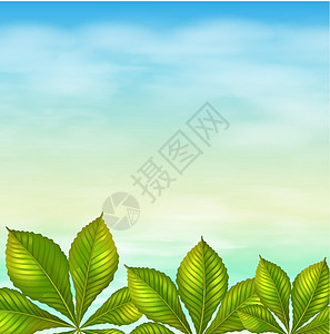 湛蓝的天空和绿叶杂草绿色植物天线环境蓝色树叶绿色装饰品植物学多叶图片