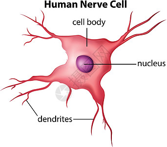 人神经细胞图片