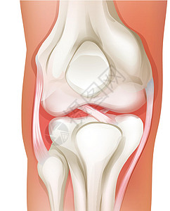 人体膝关节图片