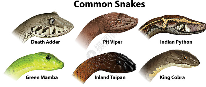 常见的蛇图片