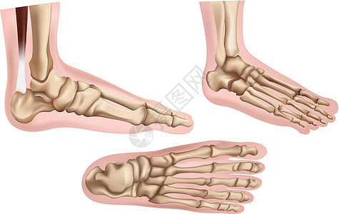 脚骨图片