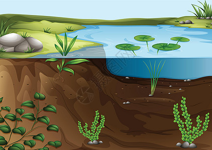 池塘生态系统睡莲绘画科学栖息地杂草网络土壤矿物质环境社区图片