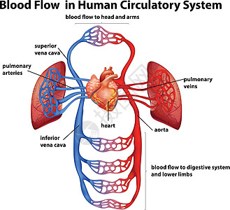 血液运输人体循环系统中的血流设计图片
