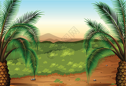 棕榈植物和草图片