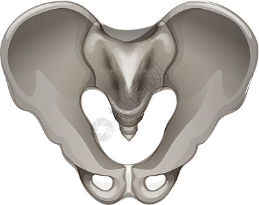骨盆好图片