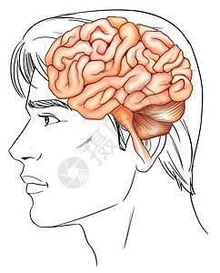 人脑生物学脊髓教育插图神经元解剖学生物枕骨记忆绘画图片