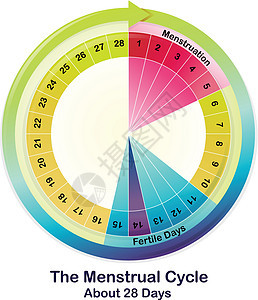月经周期图片