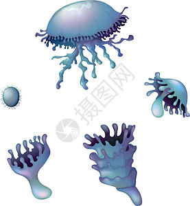 水母鱼动物海洋亚门科学运动伞状水龙骨海蜇触手水母图片