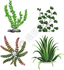 工厂科学俱乐部装饰品心形树叶角草绿色花园植物学绿色植物图片