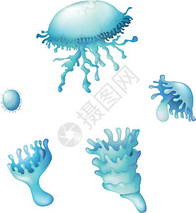 水母生命周期图片