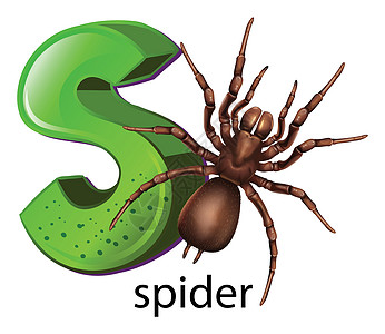 来信 S字母菌类大写丝头蜘蛛呼吸生物蛛科花梗捕食者图片