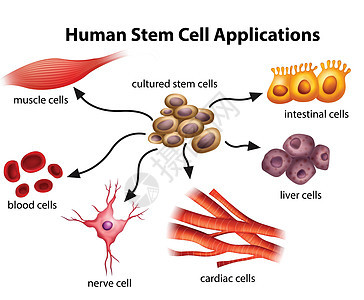 人类干细胞应用图片